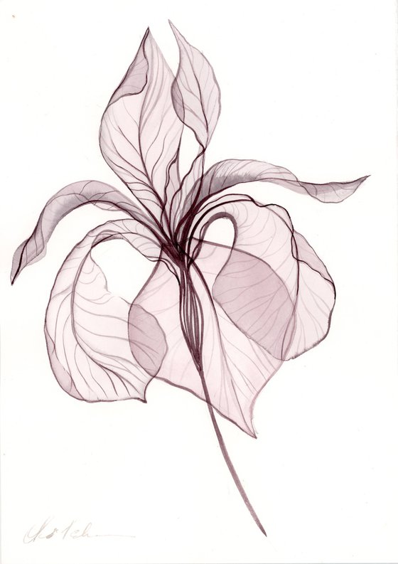 3 Irises