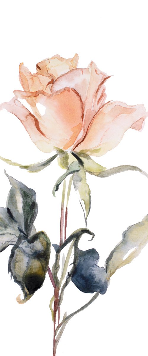Rose Study No. 58 by Elizabeth Becker
