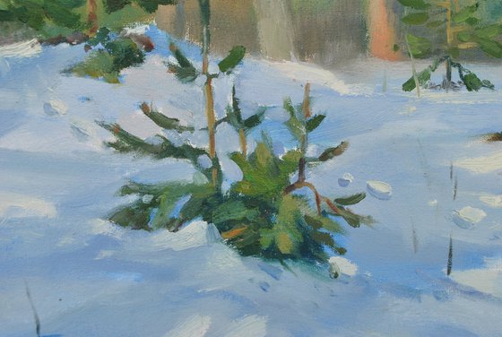 Ukrainian Winter Pine Forest