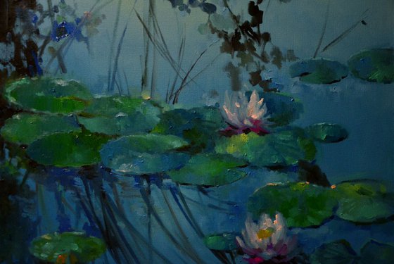 Lily pond. Early morning
