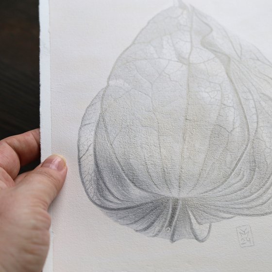 Physalis