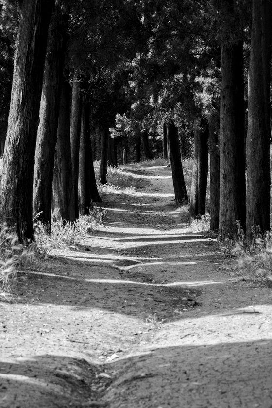 NT#88 Florence panorama and nature VIII