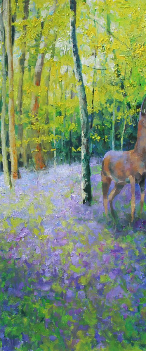 Deer in bluebells by Christian Twelftree