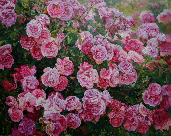Garden roses