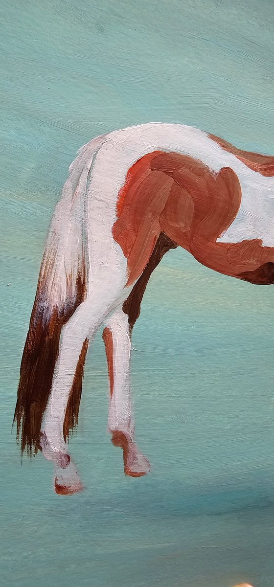 Pinto horse on aqua blue