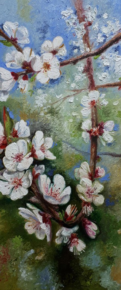 Blooming apricot tree by Serhii Voichenko