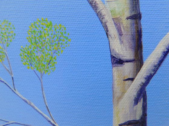 Silver Birch Trees in Spring