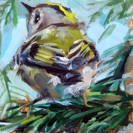 Goldcrest bird