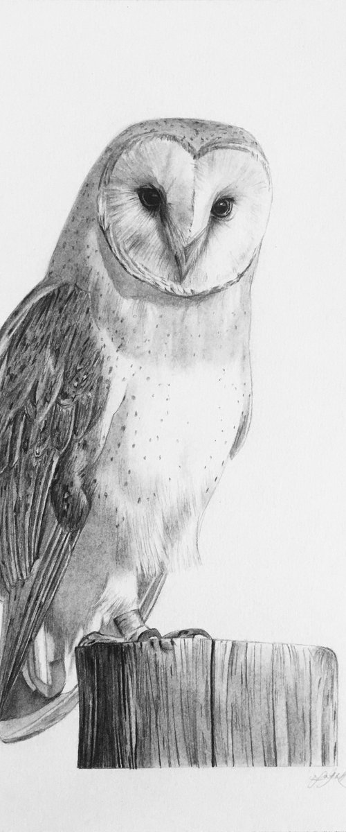 Barn owl by Amelia Taylor