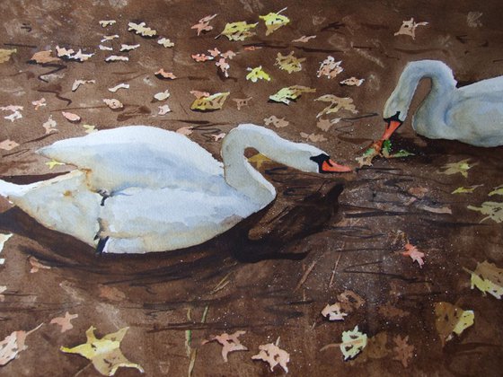 Autumn Swans