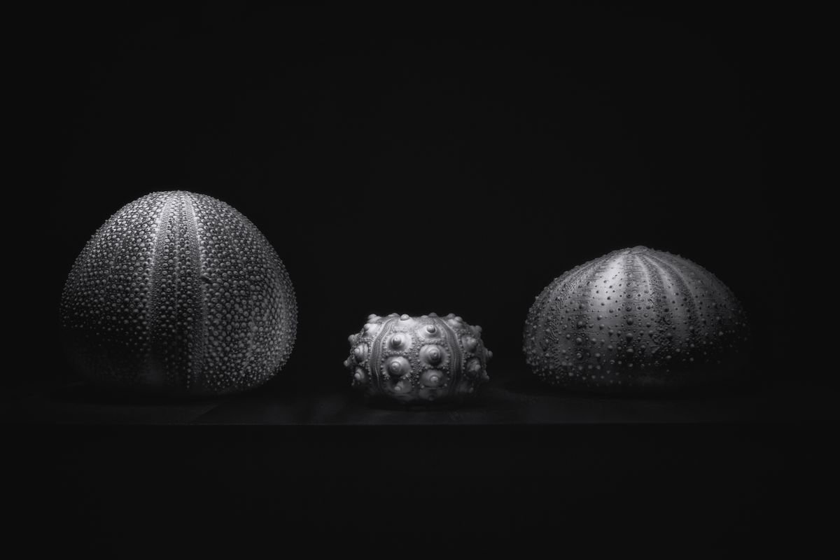 Photorealistic Photograph , Sea Urchins Light Sculpted By Paul Nash, 24 X 16, Artwork For Sale On Artfinder