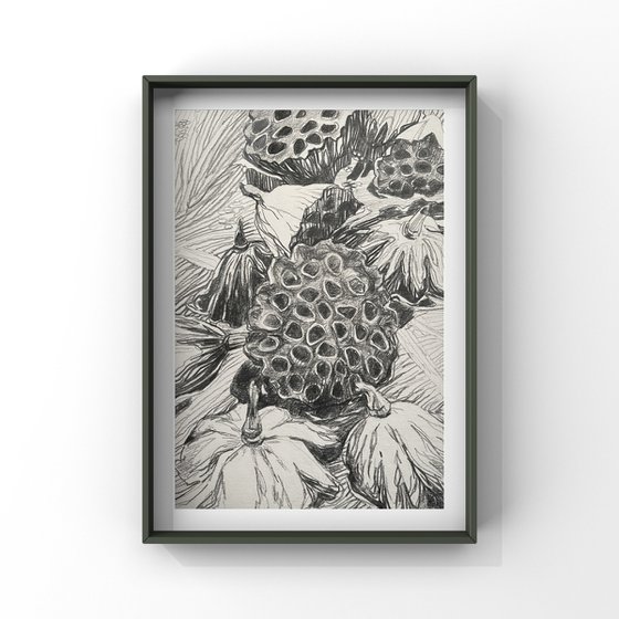 Lotus pods 2