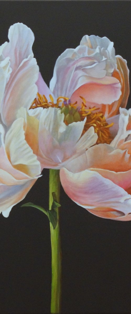 Coral Charm Peony by Sandra Michele Knight