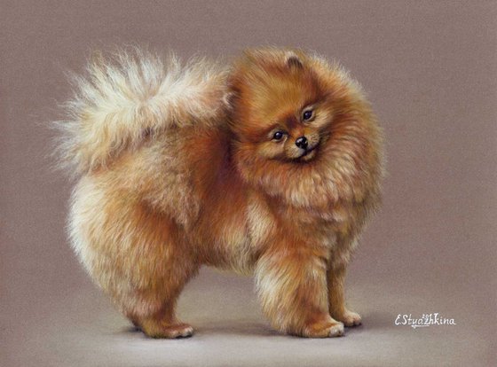Pet portrait Pomeranian Spitz