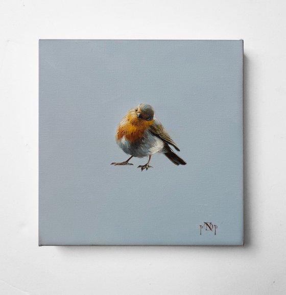 Robin bird