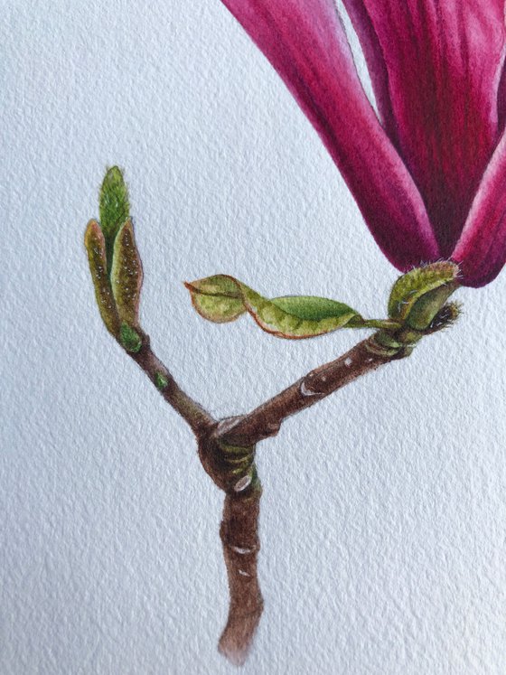 Magnolia blossom. Opening of the flover. Original watercolor artwork.