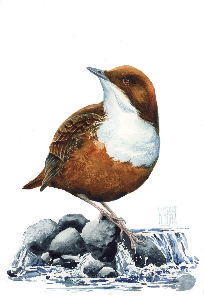 White-throated dipper by Karolina Kijak