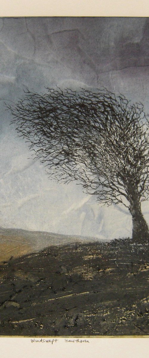 Windswept Hawthorn by Aidan Flanagan Irish Landscapes