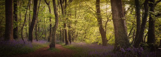 Bluebell Panorama