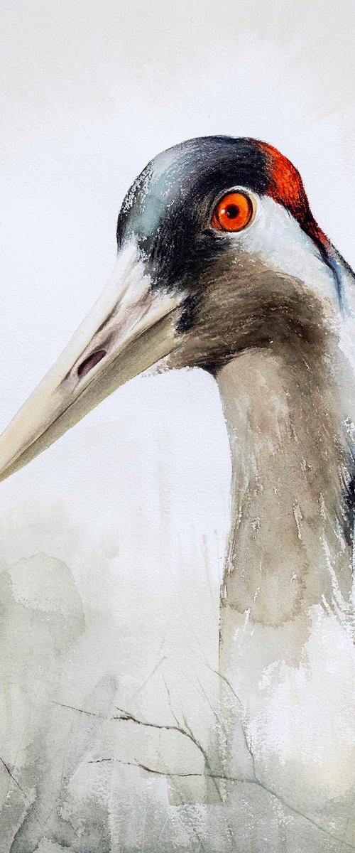 Crane portrait by Andrzej Rabiega