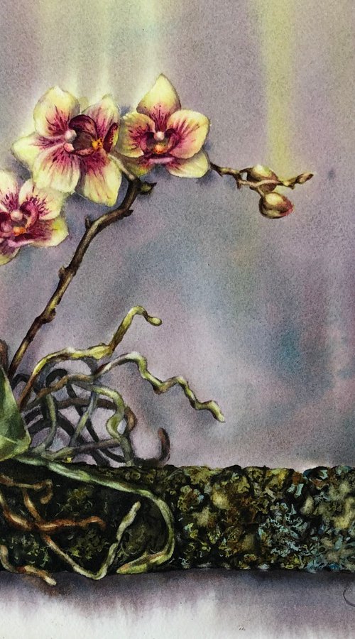 Orchid by Alina Karpova