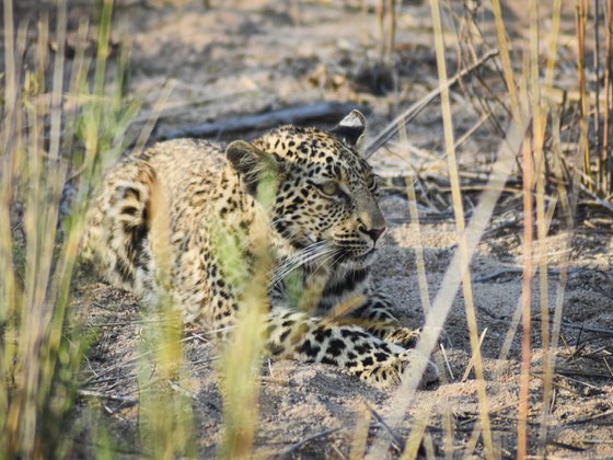 LEOPARD RELAX