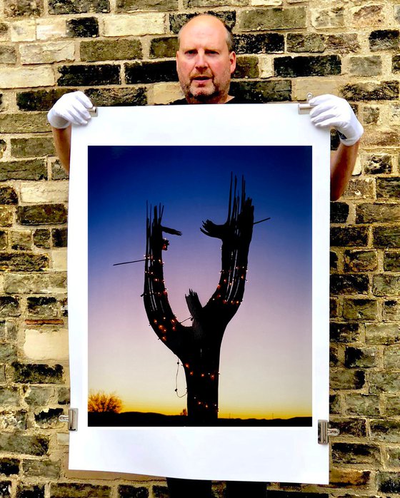 Cactus, Ajo, Arizona, 2000