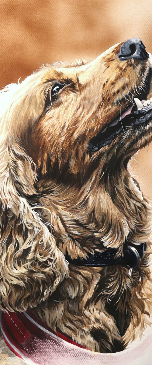 Cocker Spaniel by Julian Wheat