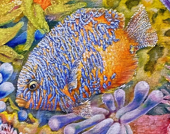 The Red Sea Reefs