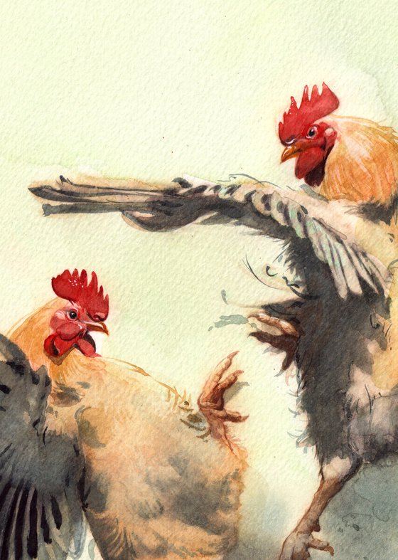 Rooster's battle