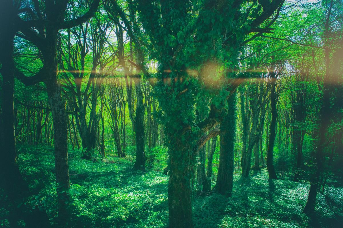 Organic Landscape Photograph By Marc Ehrenbold, 40 X 30", Enchanted Forest, Original Artwork