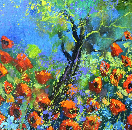 Red poppies 5623