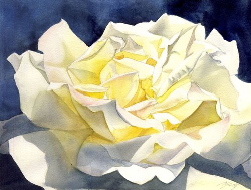 The scent of summer rose by Alfred  Ng
