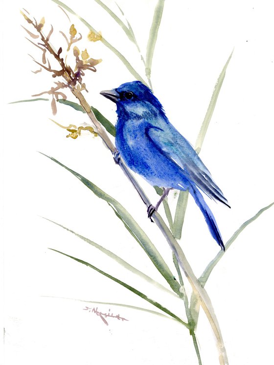 Indigo Bunting