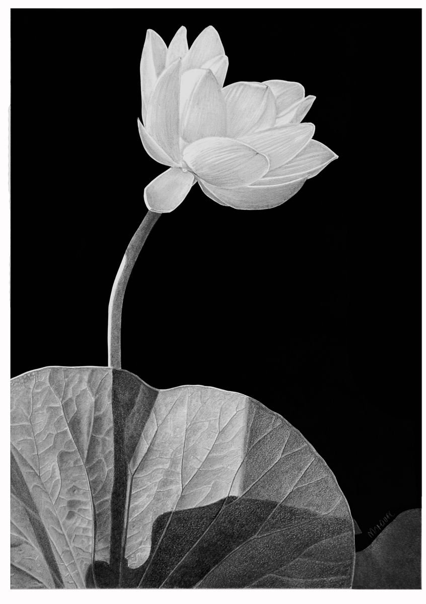 Photorealistic Pencil Drawing , Shadow Play By Dietrich Moravec, 16 X 22, Artwork For Sale On Artfinder
