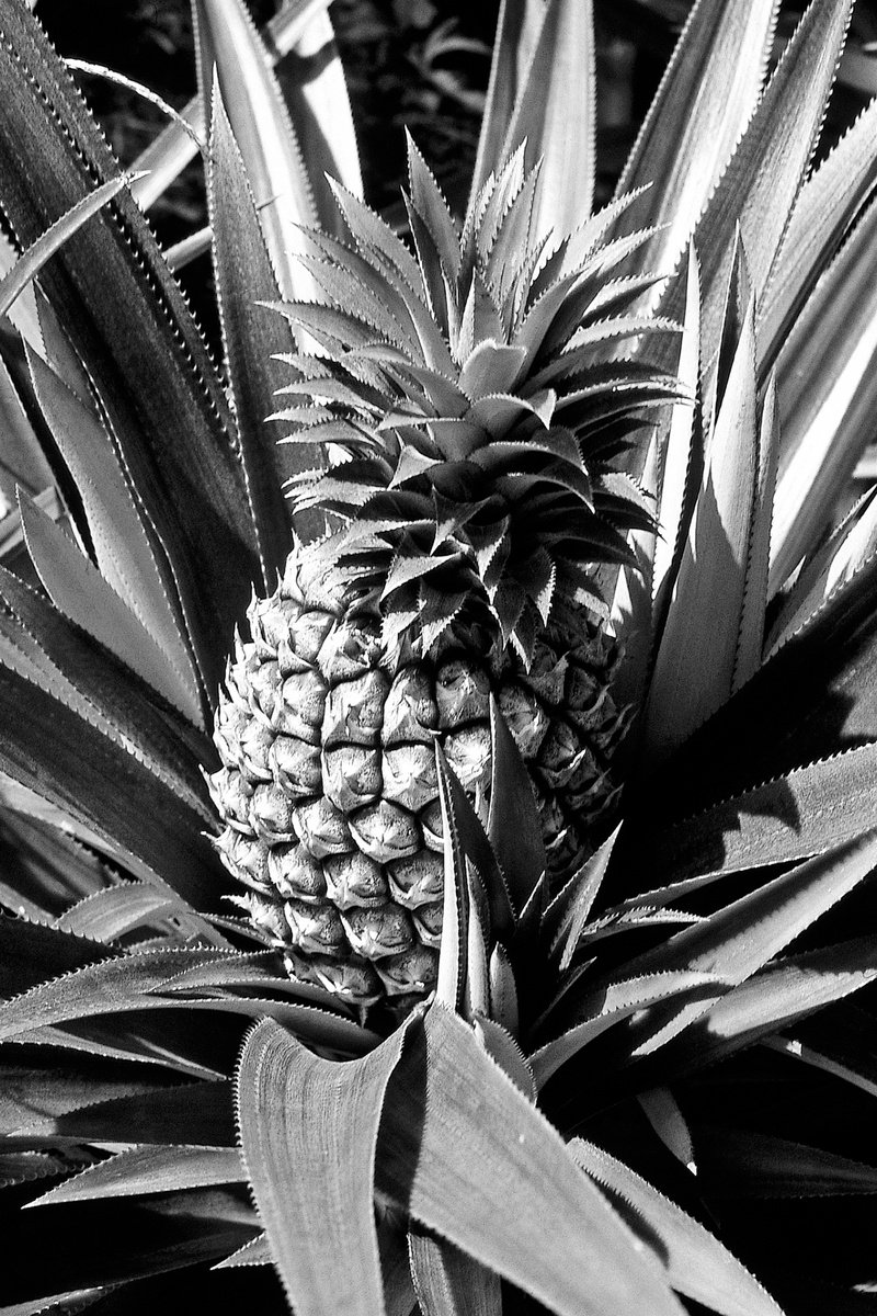 Cook Island Pineapple by Alex Cassels