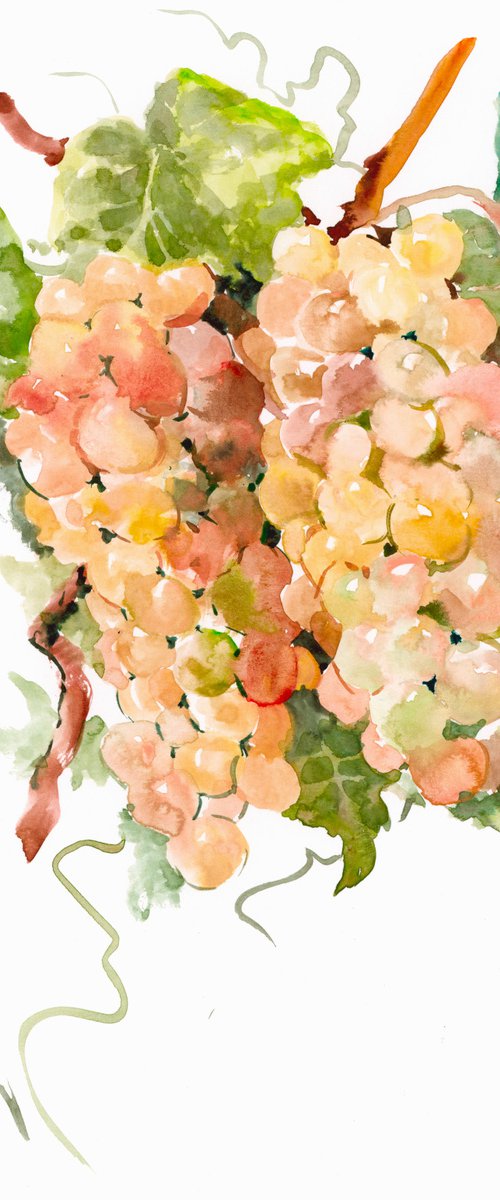 Sauvignon Blanc Grape by Suren Nersisyan