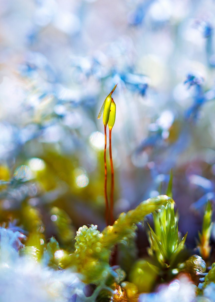 Impressionistic Botanical Photograph By Inna Etuvgi, 12 X 16, The Kiss - Nature Inspired Art, Original Artwork