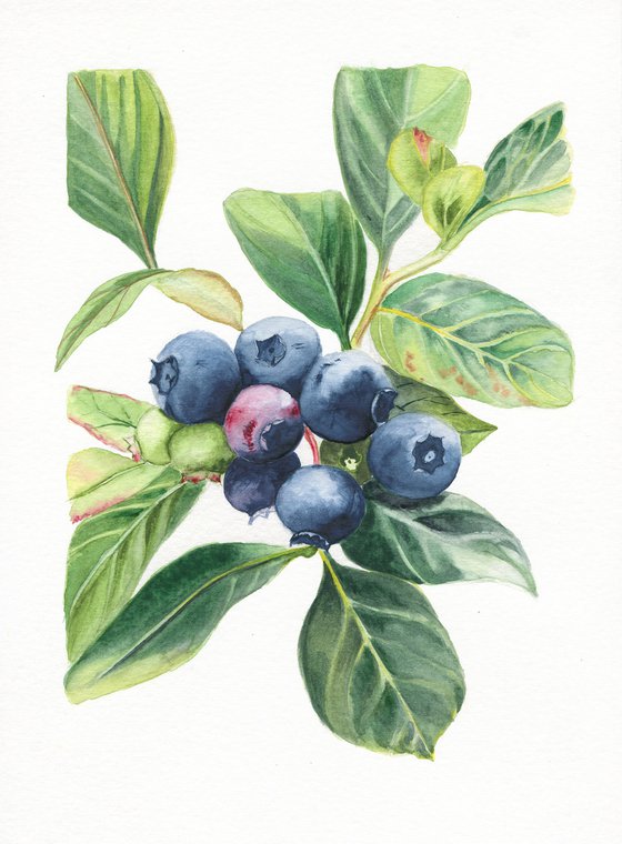 Blueberries