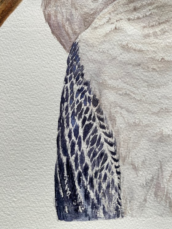 Painted Stork, bird portrait