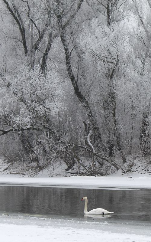 Enchanted wintertime by Sonja  Čvorović