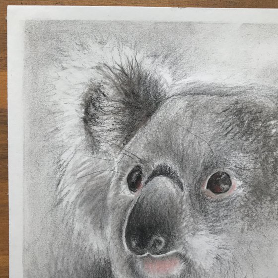 Charcoal  Koala #03