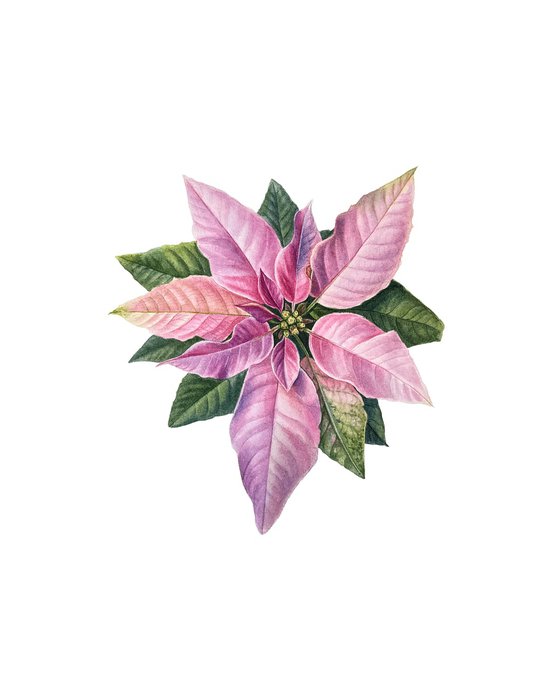 Poinsettia - Christmas flower Painting
