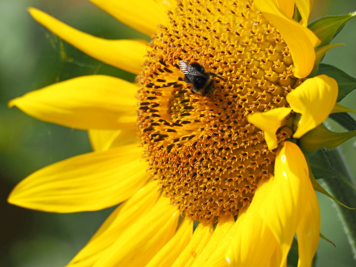 Busy Summer Bumblebee by Alex Cassels