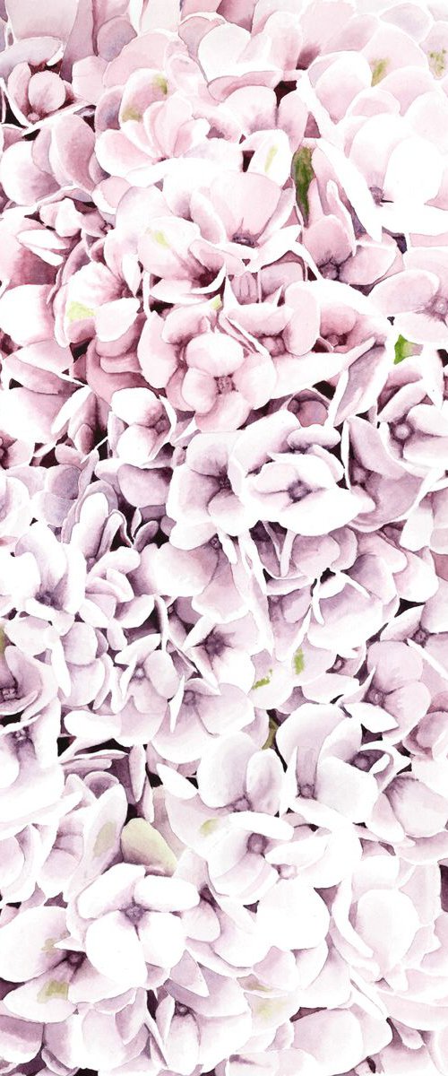 Hydrangeas by Olya Tereschuk
