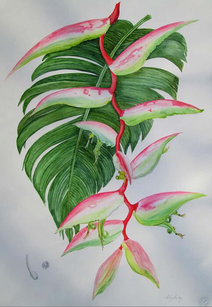Heliconia by Sally Pinhey