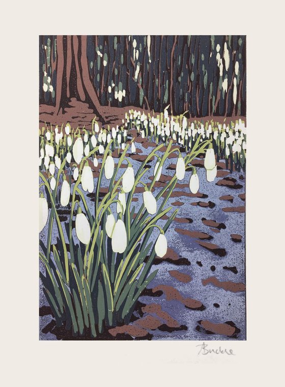 Snowdrops and Melting Snow