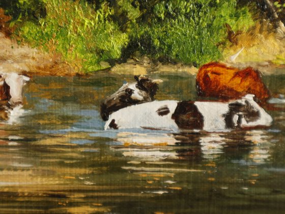 Cows in River