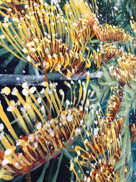 Grevillea Symphony