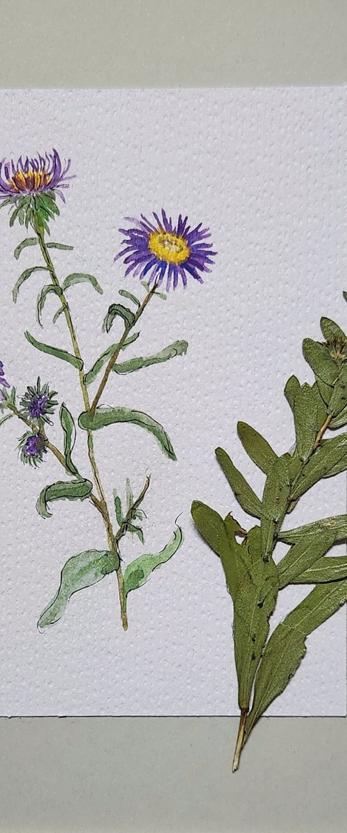 Blue Aster by Katrina Case